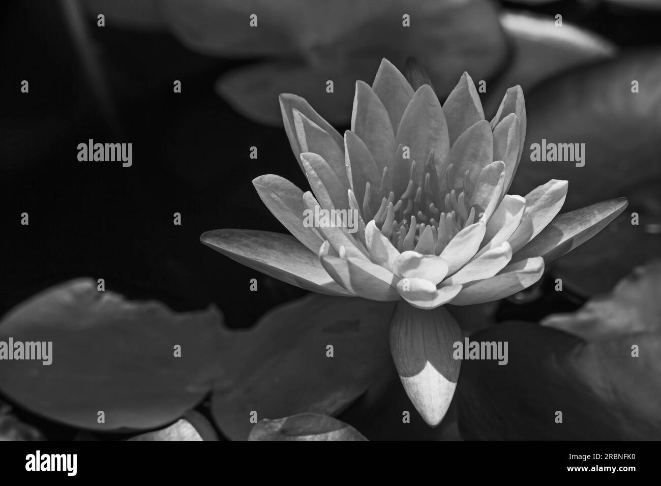 Monochrome Waterlily 10471 Stock Photo