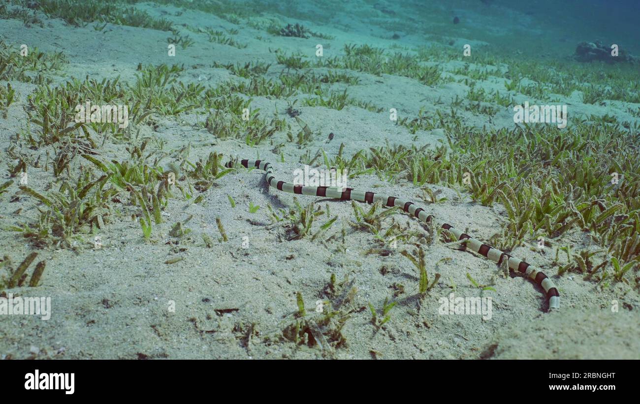 Harlequin Snake Eel (Myrichthys colubrinus) crawls along sandy bottom covered with green sea grass in daytime, Red sea, Egypt Stock Photo