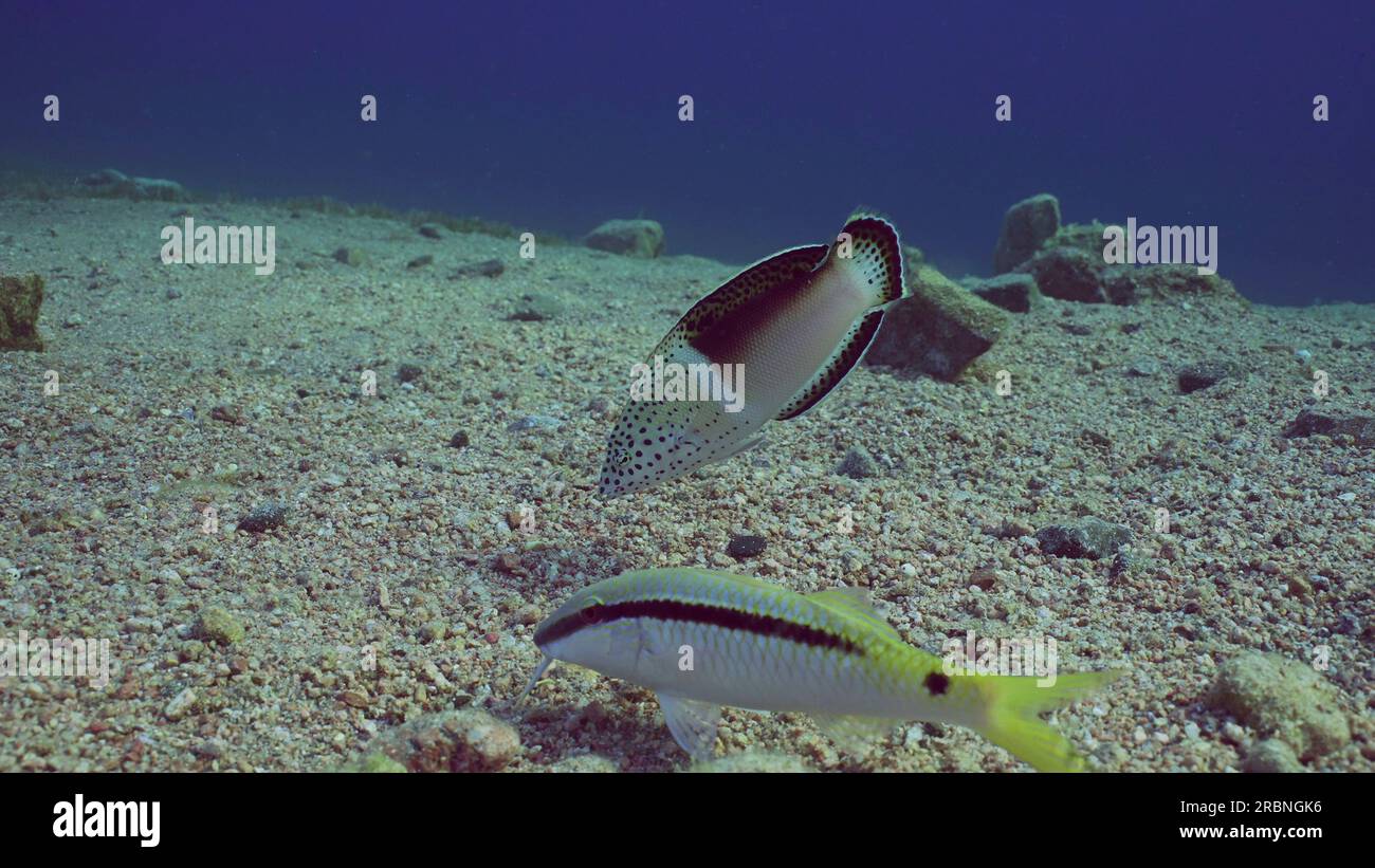Multicolored Clown Coris or False Clownwrasse (Coris aygula) with group of Red Sea goatfish (Parupeneus forsskali) looking for food swims over sandy b Stock Photo