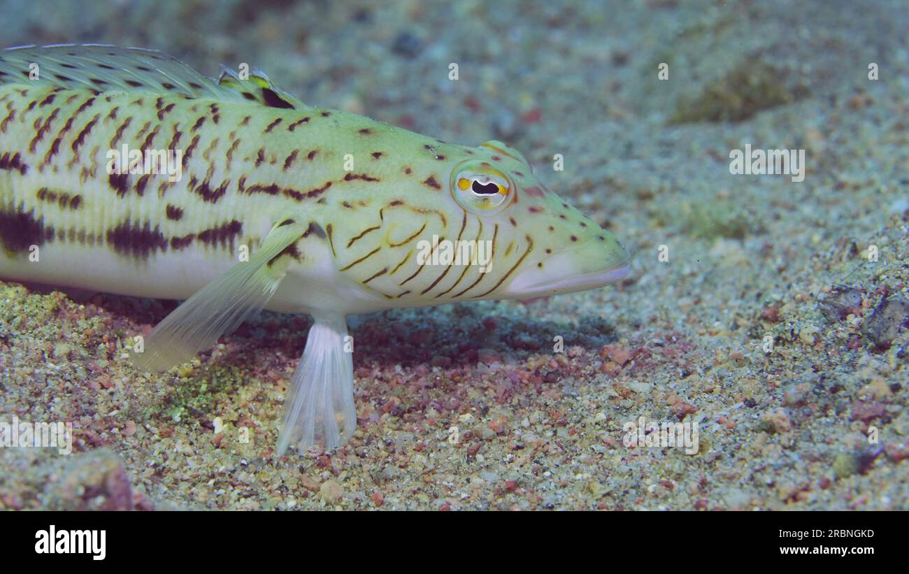 Close-up portrait of Speckled Sandperch or Blacktail grubfish (Parapercis hexophtalma) lies on stone covered with brown algae at evening time on sunse Stock Photo