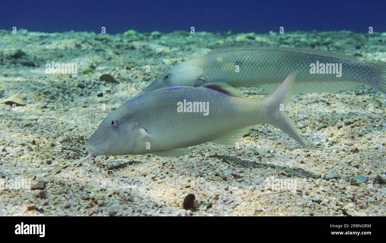 Bighead goatfish hi-res stock photography and images - Alamy