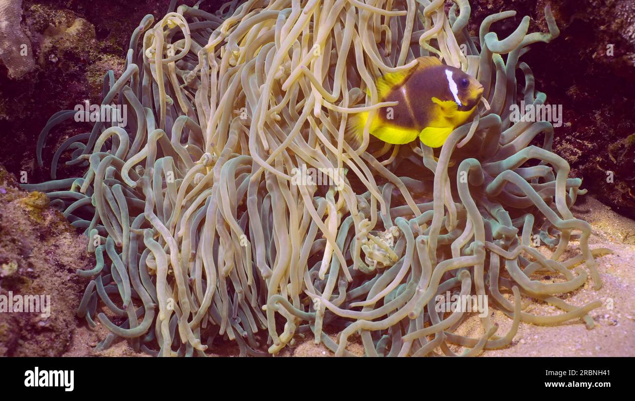 Closeup of Red Sea Clownfish (Amphiprion bicinctus) with babies of Threespot dascyllus (Dascyllus trimaculatus) swims in Sebae Anemone (Heteractis cri Stock Photo