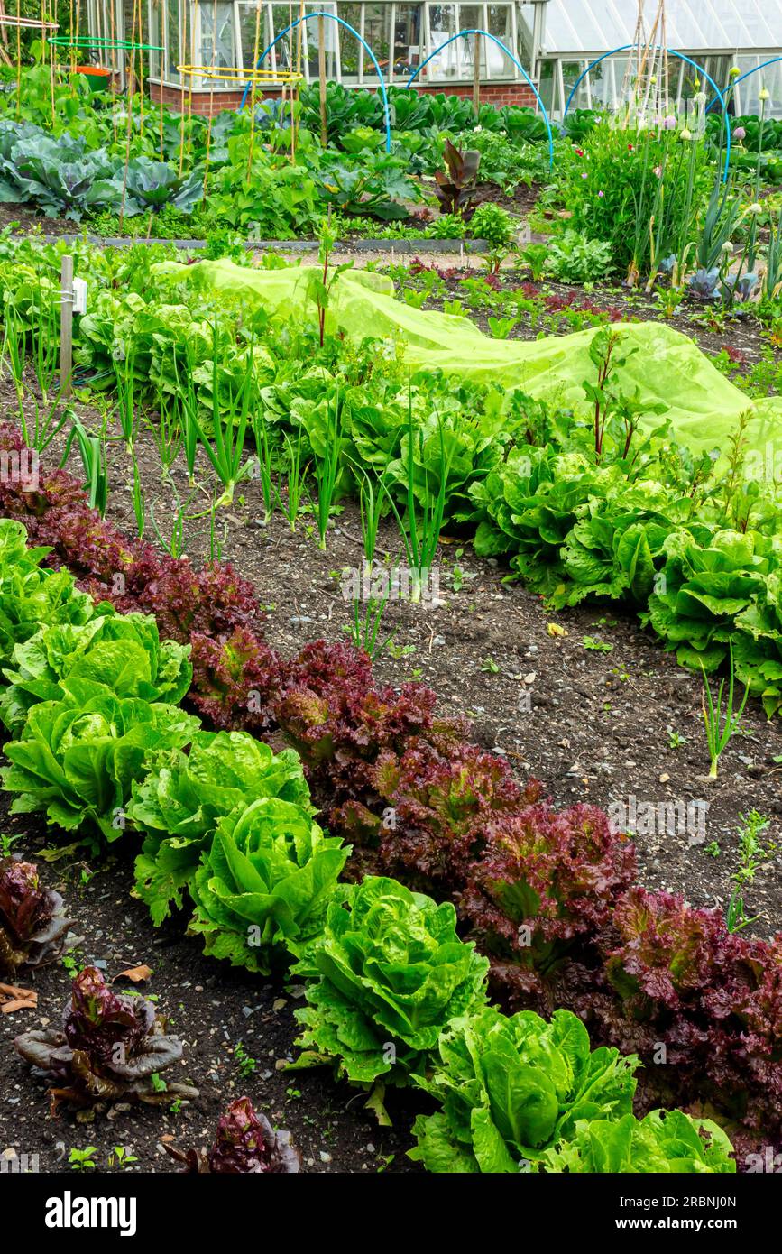Kitchen garden uk hires stock photography and images Alamy