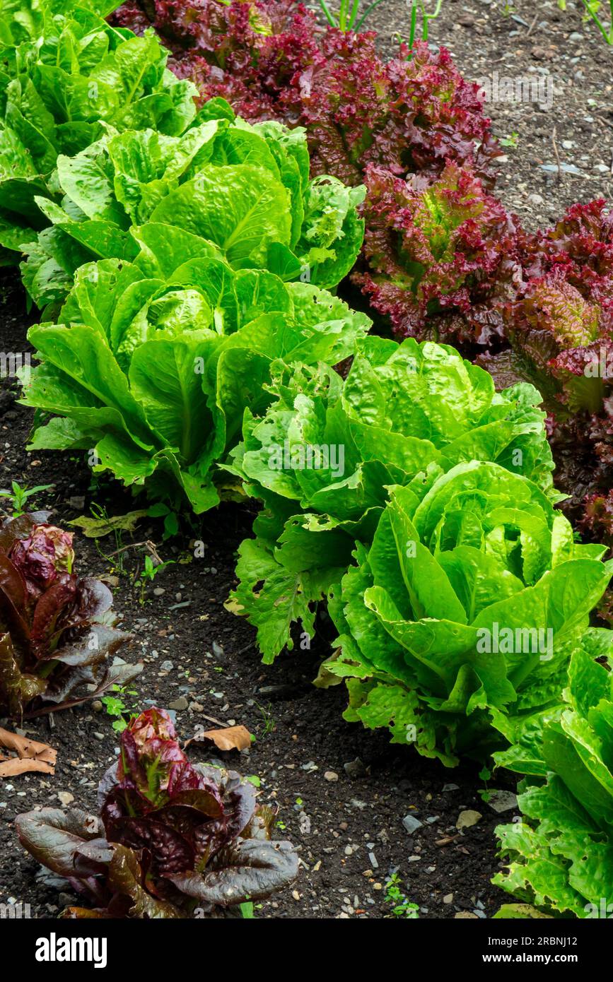 Lettuce plants growing in a row in a kitchen garden used to grow food