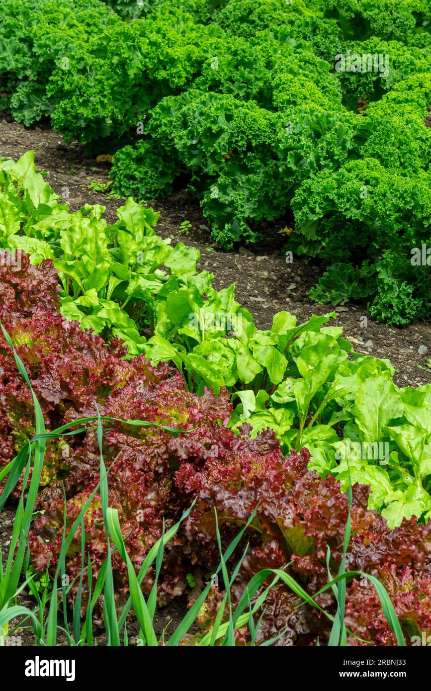 Lettuce plants growing in a row in a kitchen garden used to grow food