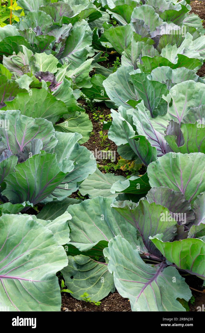 Cabbage plant a popular cultivar of the species Brassica oleracea Linne Capitata Group of the Family Brassicaceae or Cruciferae Stock Photo