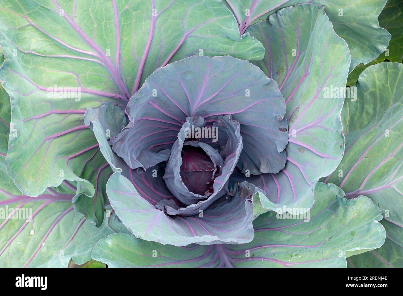 Cabbage plant a popular cultivar of the species Brassica oleracea Linne Capitata Group of the Family Brassicaceae or Cruciferae Stock Photo