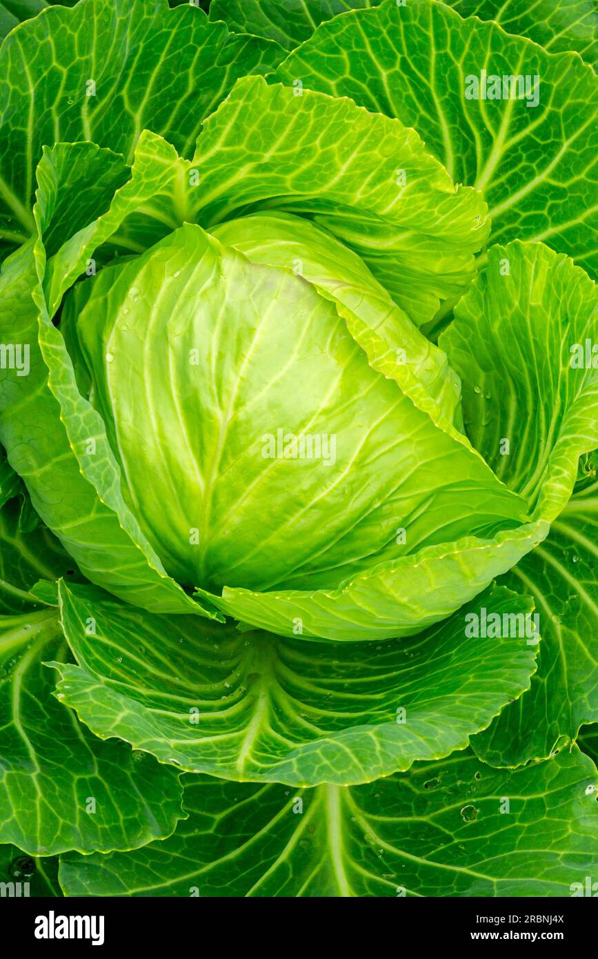 Brassica oleracea capitata group hires stock photography and images Alamy