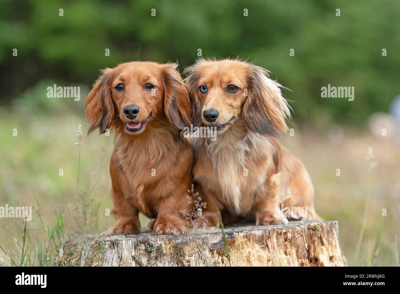 Adirondack miniature best sale dachshunds