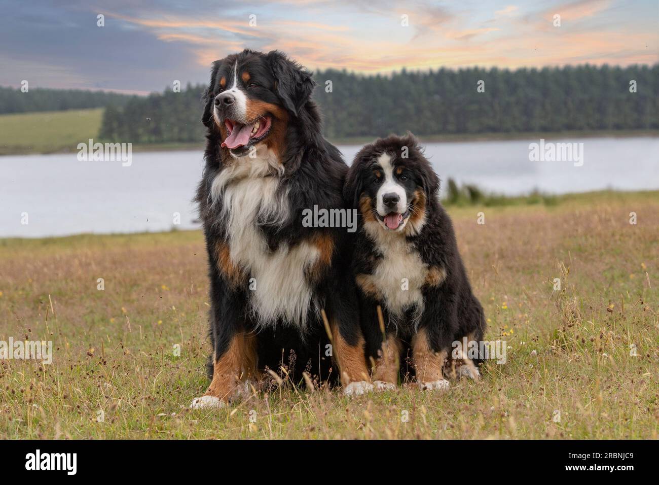 two Bernese Mountain dogs sitting in front of a country scene with. a lake Stock Photo