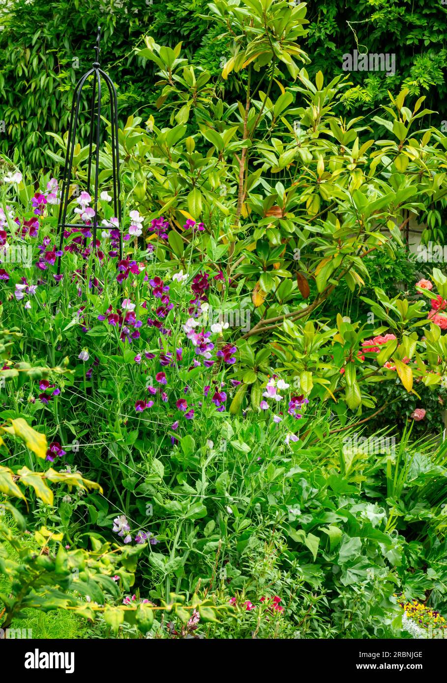Garden borders - sweet pea, Lathyrus odoratus, is a flowering plant in the genus Lathyrus in the family Fabaceae (legumes), native to southern Europe. Stock Photo