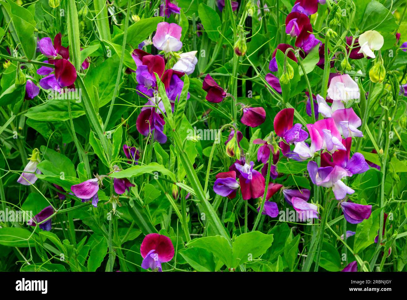 Sweet pea, Lathyrus odoratus, is a flowering plant in the genus Lathyrus in the family Fabaceae (legumes), native to southern Europe. Stock Photo