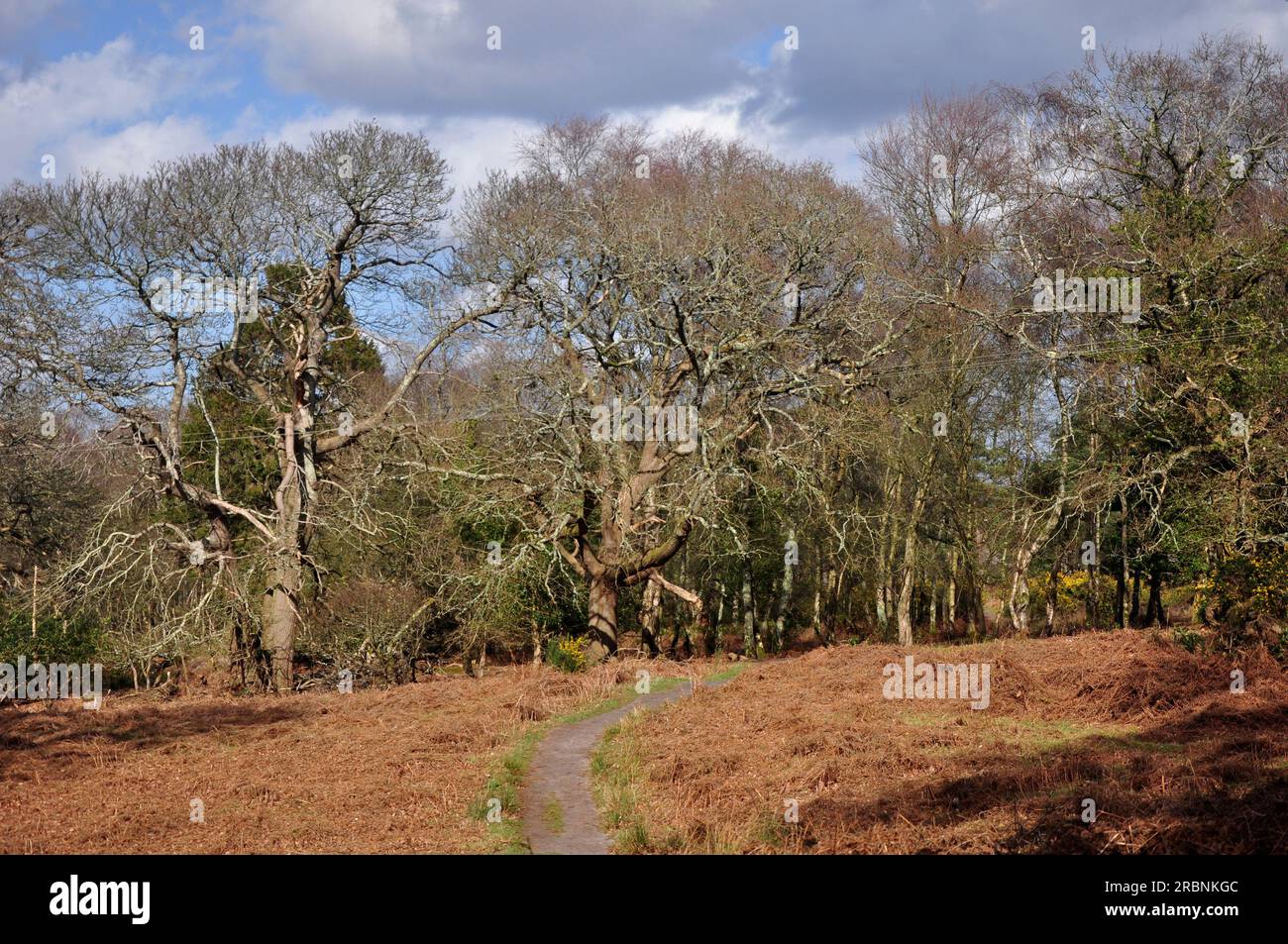 Arne nature reserve hi-res stock photography and images - Alamy