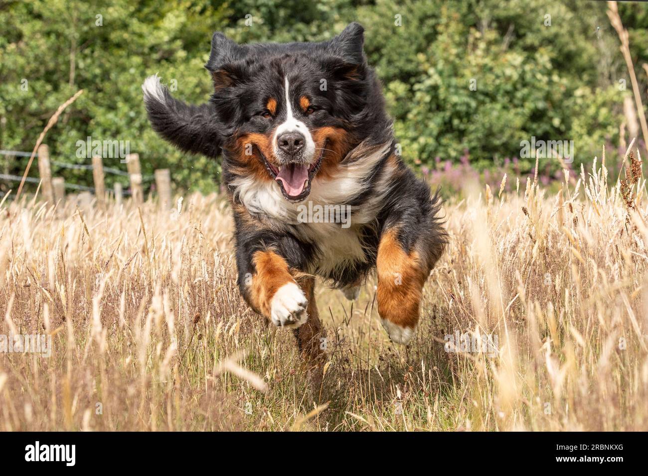 Bernese Mountain dog running towards camera through long grass Stock Photo