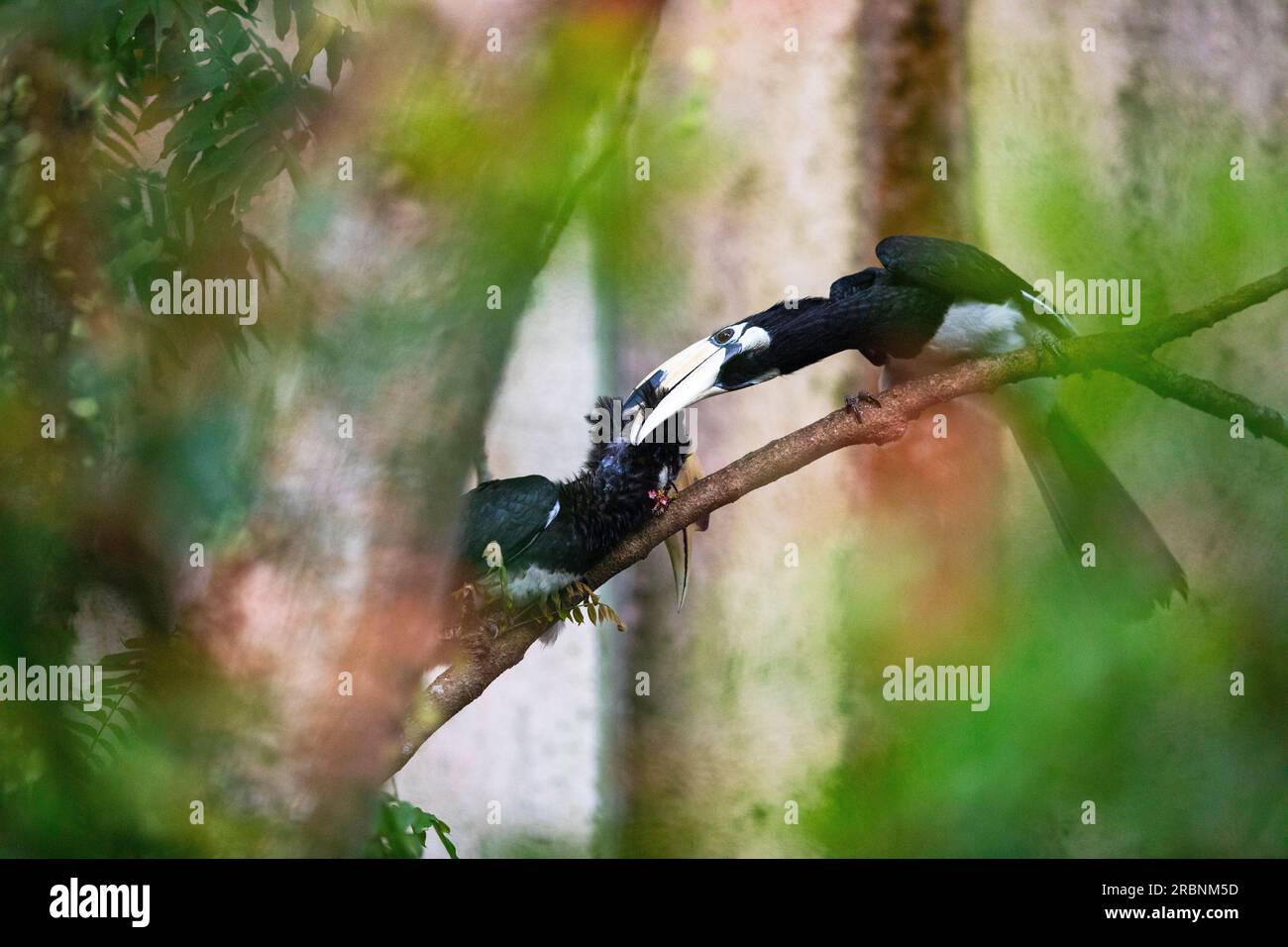 A pair of adult male oriental pied hornbills interact in a similar way to courtship behaviour, Singapore Stock Photo