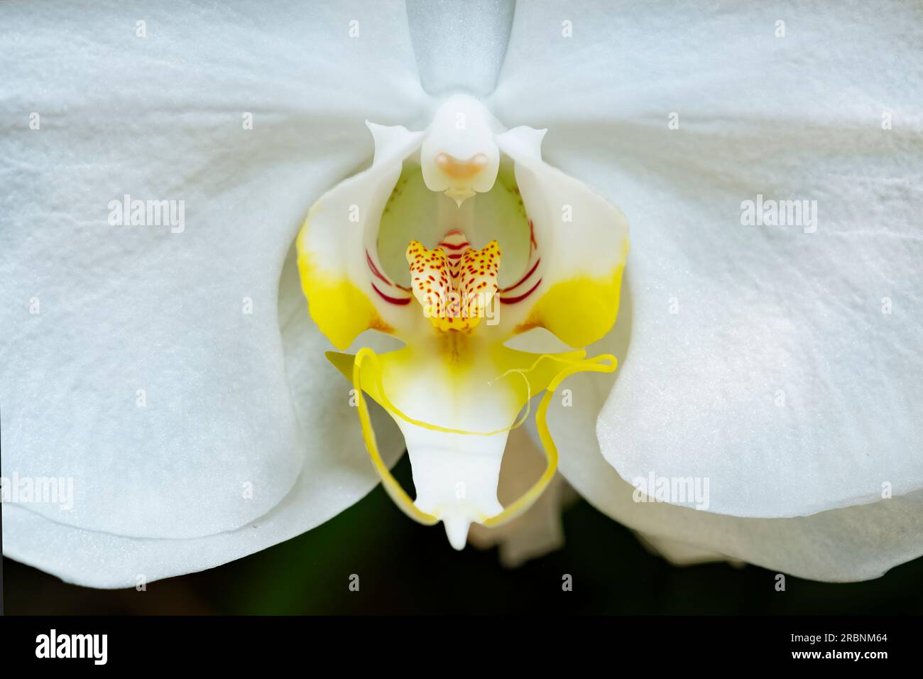 A close up shot of a white Phalaenopsis hybrid orchid in full bloom. Stock Photo