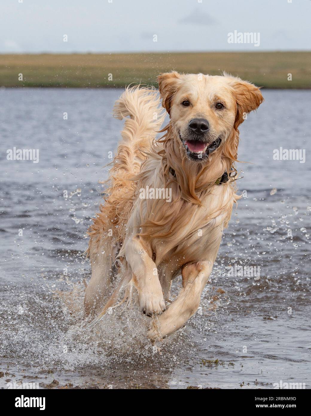 Golden Retriever running in water Stock Photo Alamy