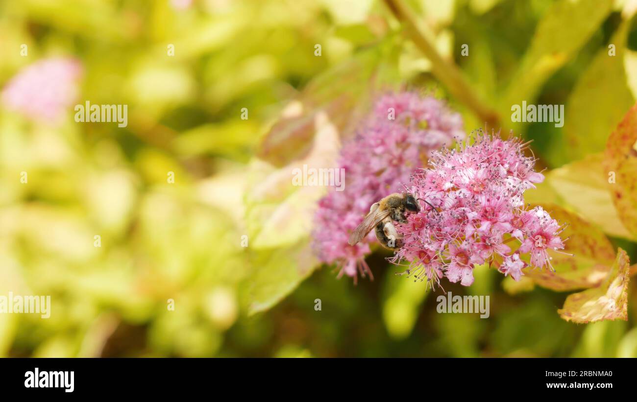 A single bee collecting pollen, sitting on a blooming Meadowsweet flower - filipendula rubra, on a sunny day, macro, extreme closeup, nobody, summer. Stock Photo