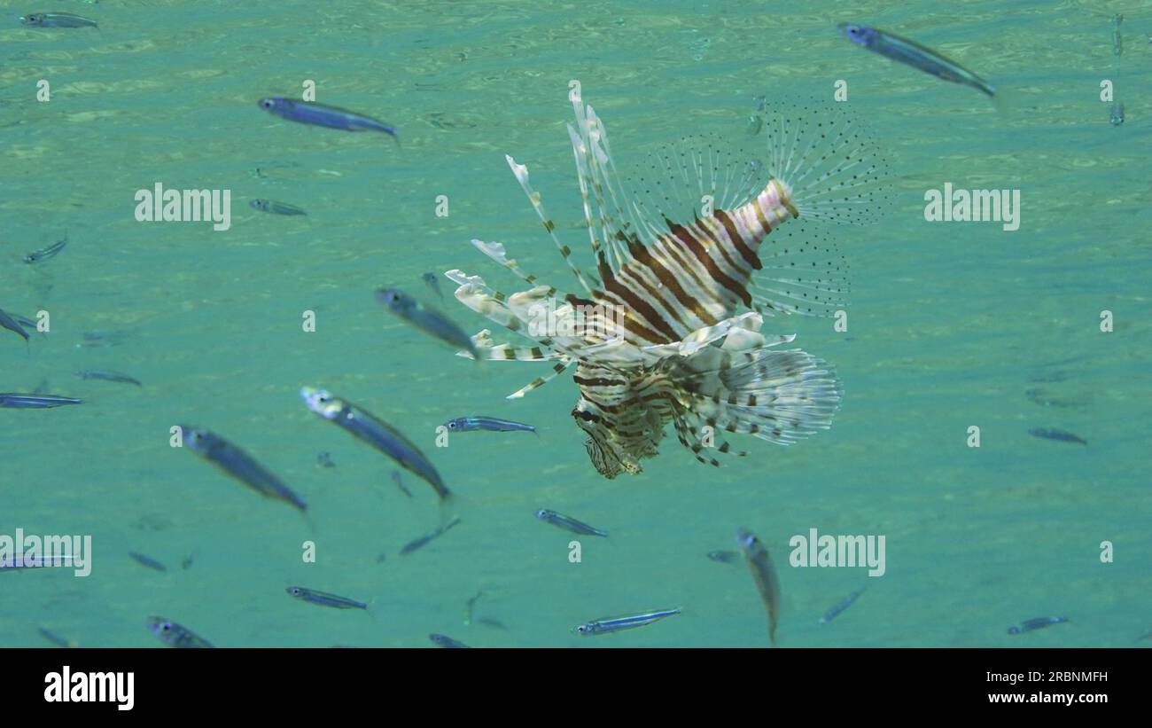 Hardyhead silverside fish underwater hi-res stock photography and