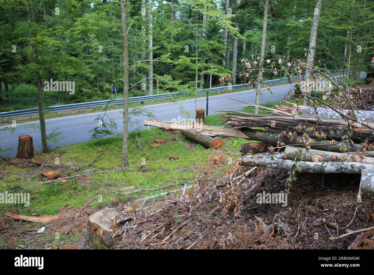 A monster machine destroys secular trees in Italy Stock Photo - Alamy