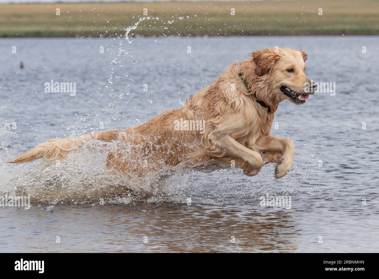 Golden Retriever running in water Stock Photo