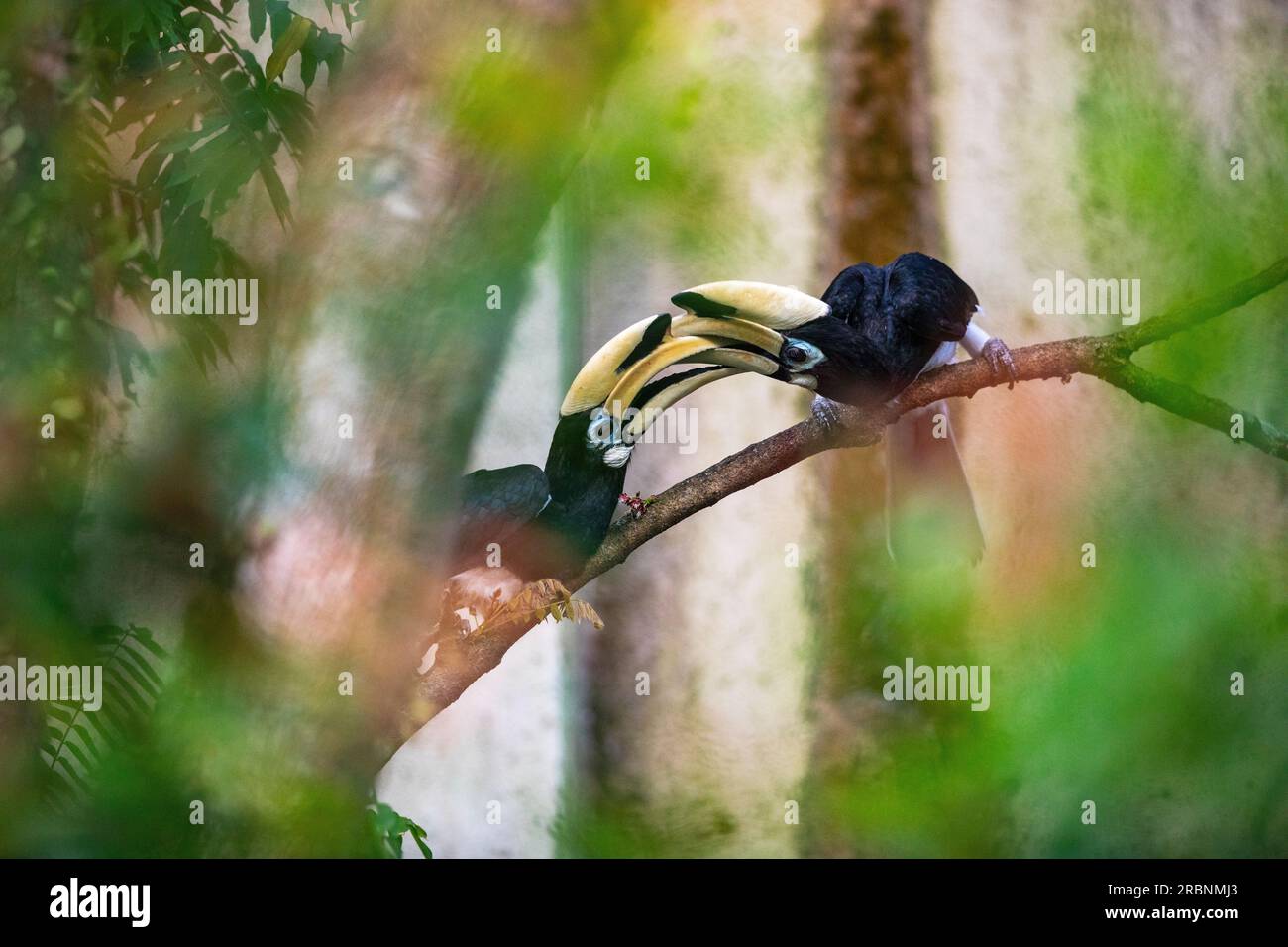 A pair of adult male oriental pied hornbills interact in a similar way to courtship behaviour, Singapore Stock Photo