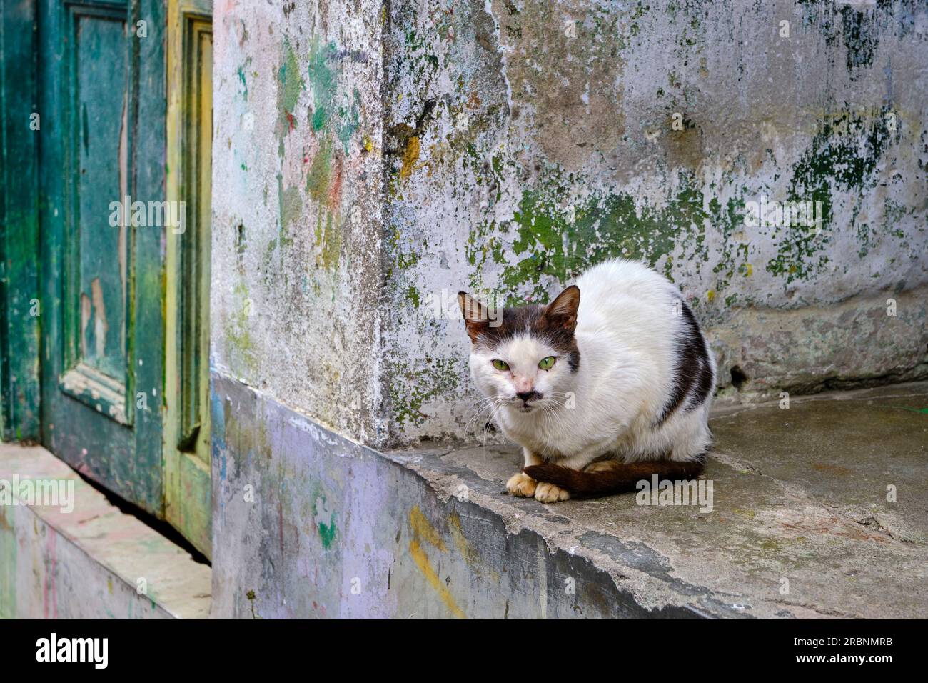 India, West Bengal, Kolkata, Calcutta, street cat Stock Photo Alamy