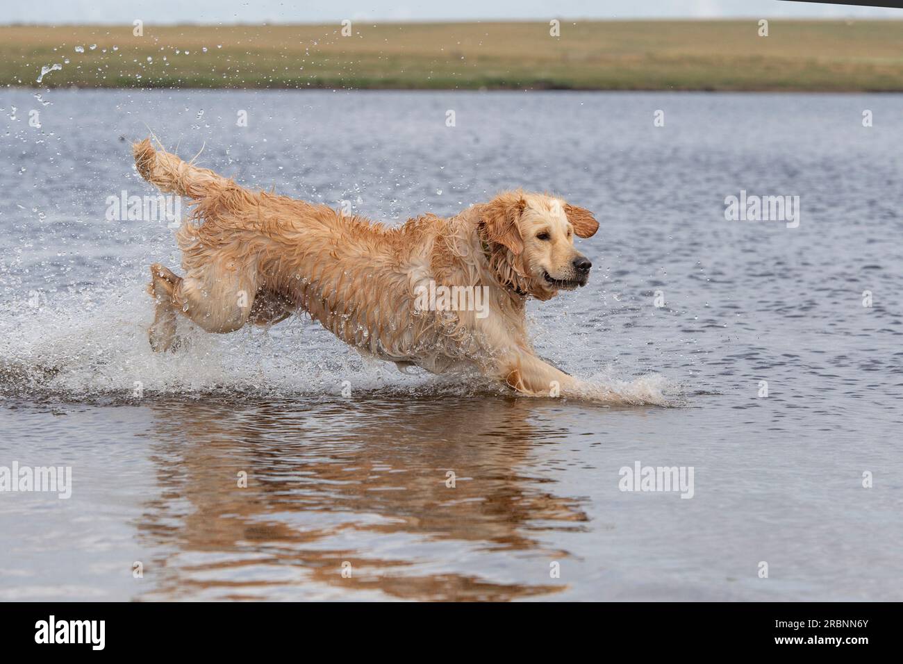 Golden Retriever running in water Stock Photo Alamy
