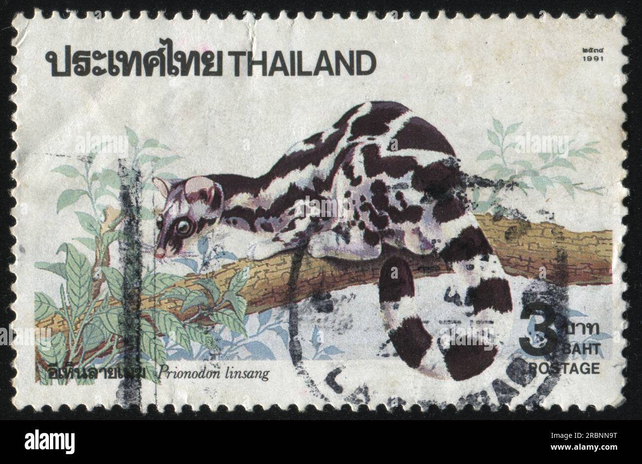RUSSIA KALININGRAD, 2 JUNE 2016: stamp printed by Thailand, shows Prionodon Linsang, circa 1991 Stock Photo