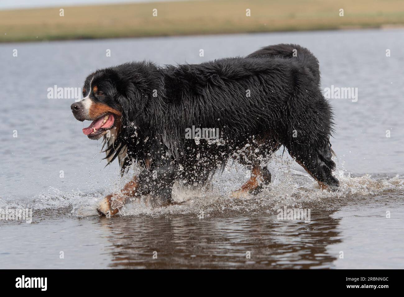 Bernese Mountain Dog running through water Stock Photo