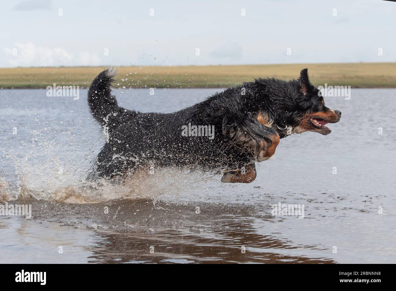 Bernese Mountain Dog running through water Stock Photo