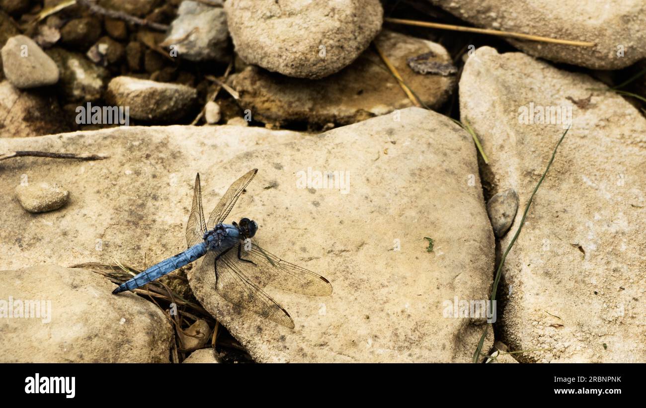 Azure dragonfly on the rock, Florence, Italy Stock Photo
