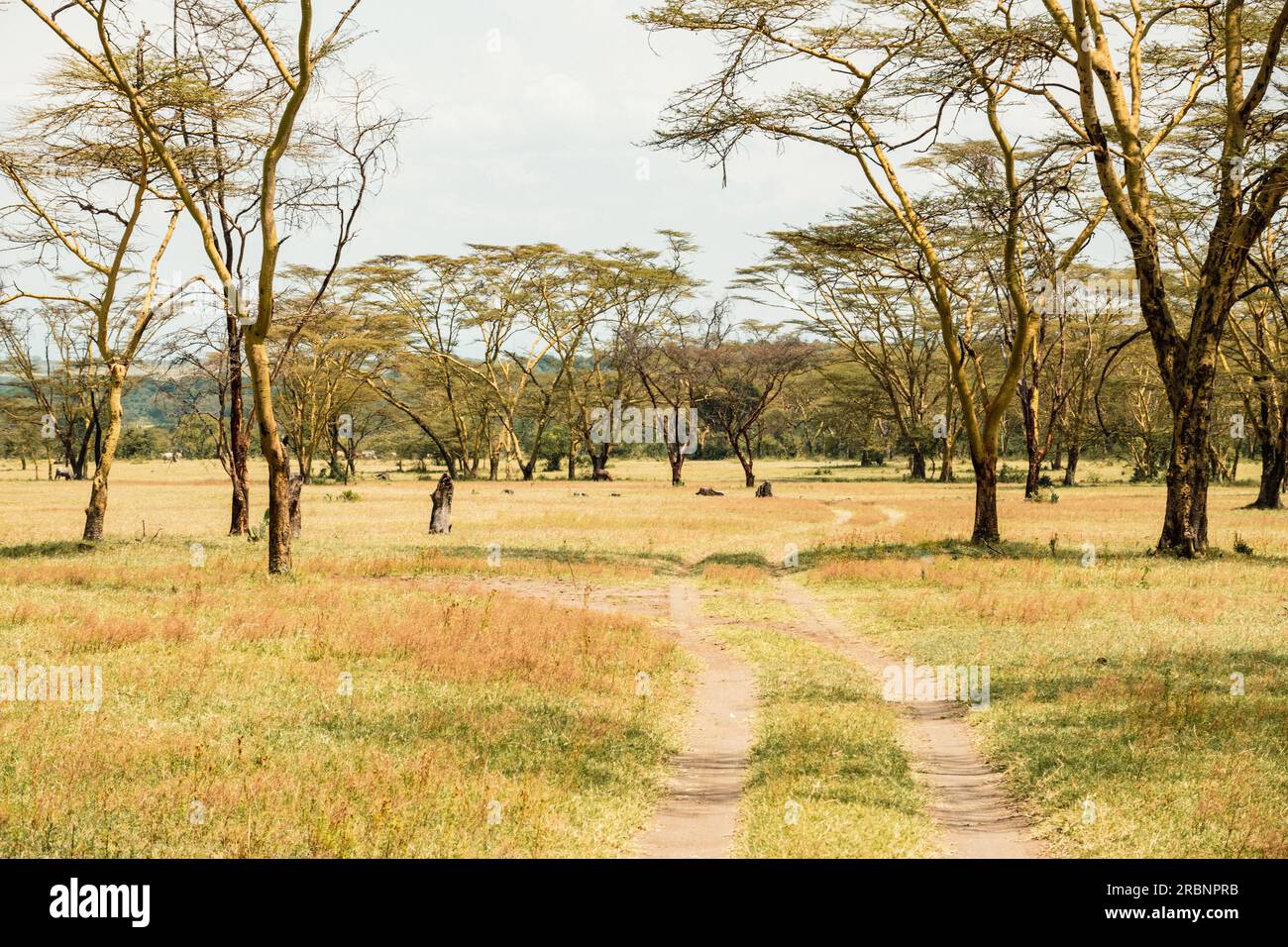 Yellow barked acacia trees growing in the savannah grassland landscapes