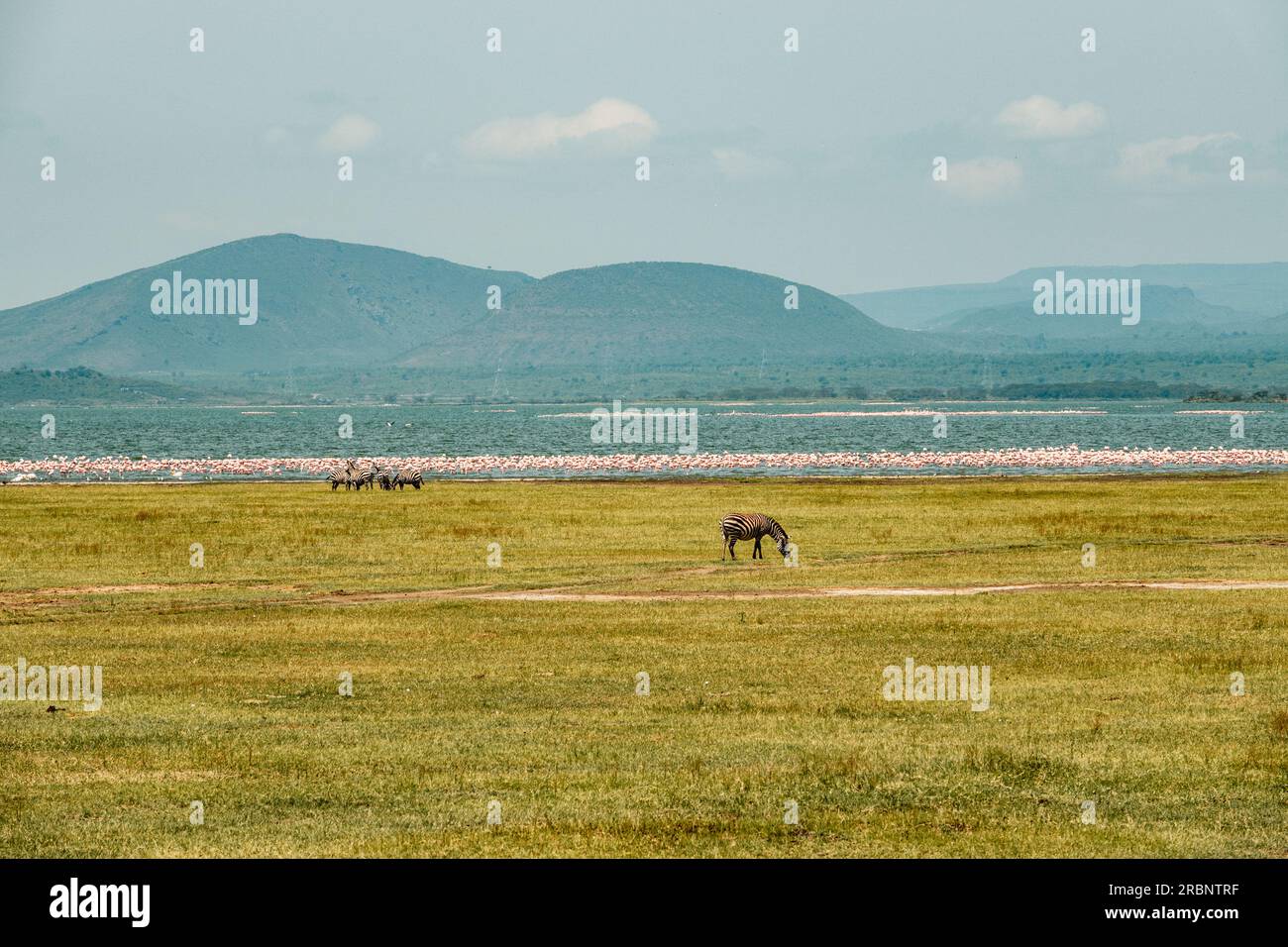 A herd zebra and flamingos in the wild at Lake Elementaita against the background of sleeping warrior hill in Soysambu Conservancy, Naivasha, Kenya Stock Photo