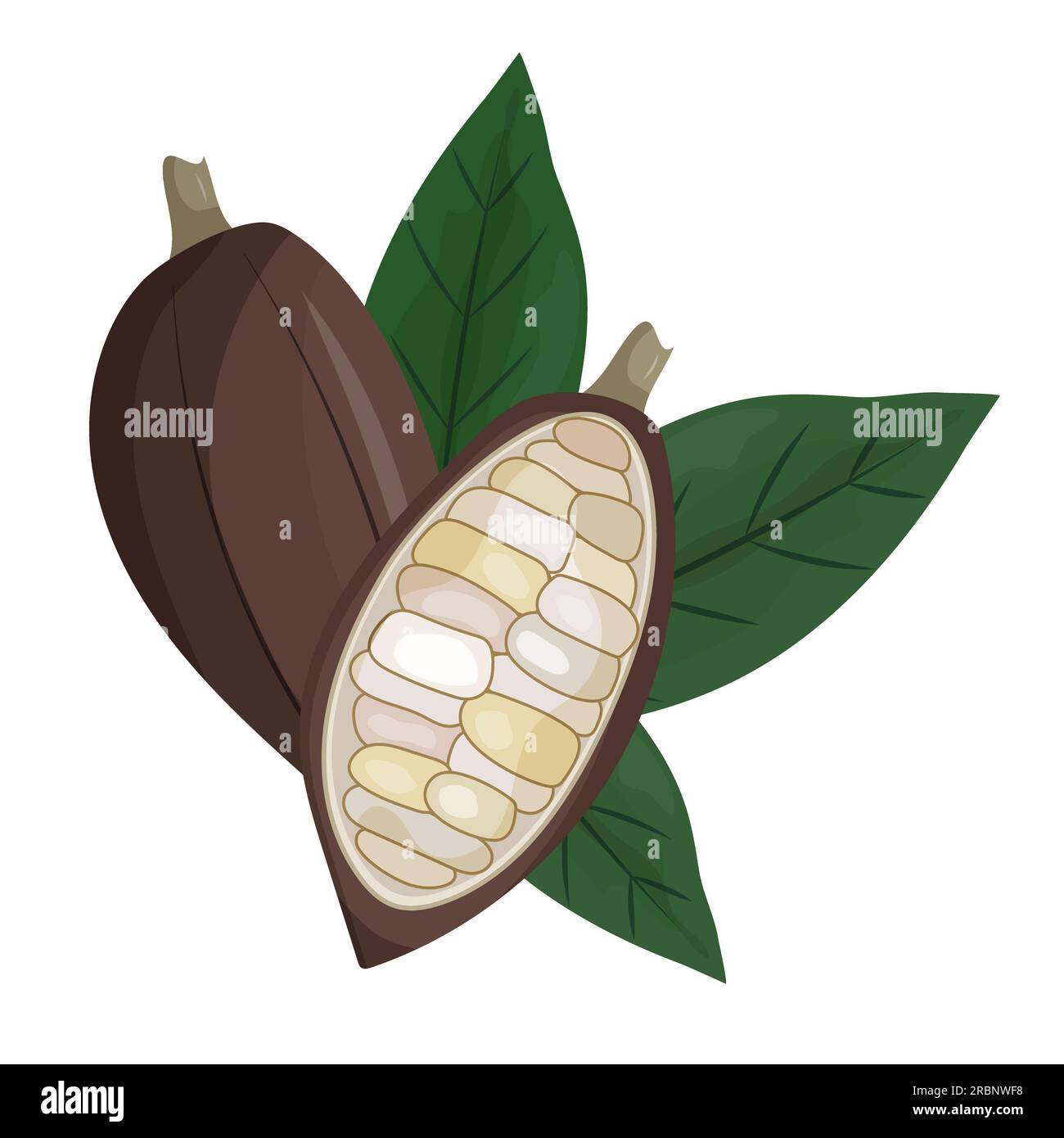 Set of cocoa beans illustration. Logo template. Cacao pod. composition and elements. Vector clipart Stock Photo