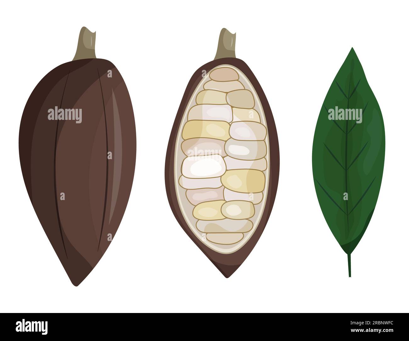 Set of cocoa beans illustration. Logo template. Cacao pod. composition and elements. Vector clipart Stock Photo
