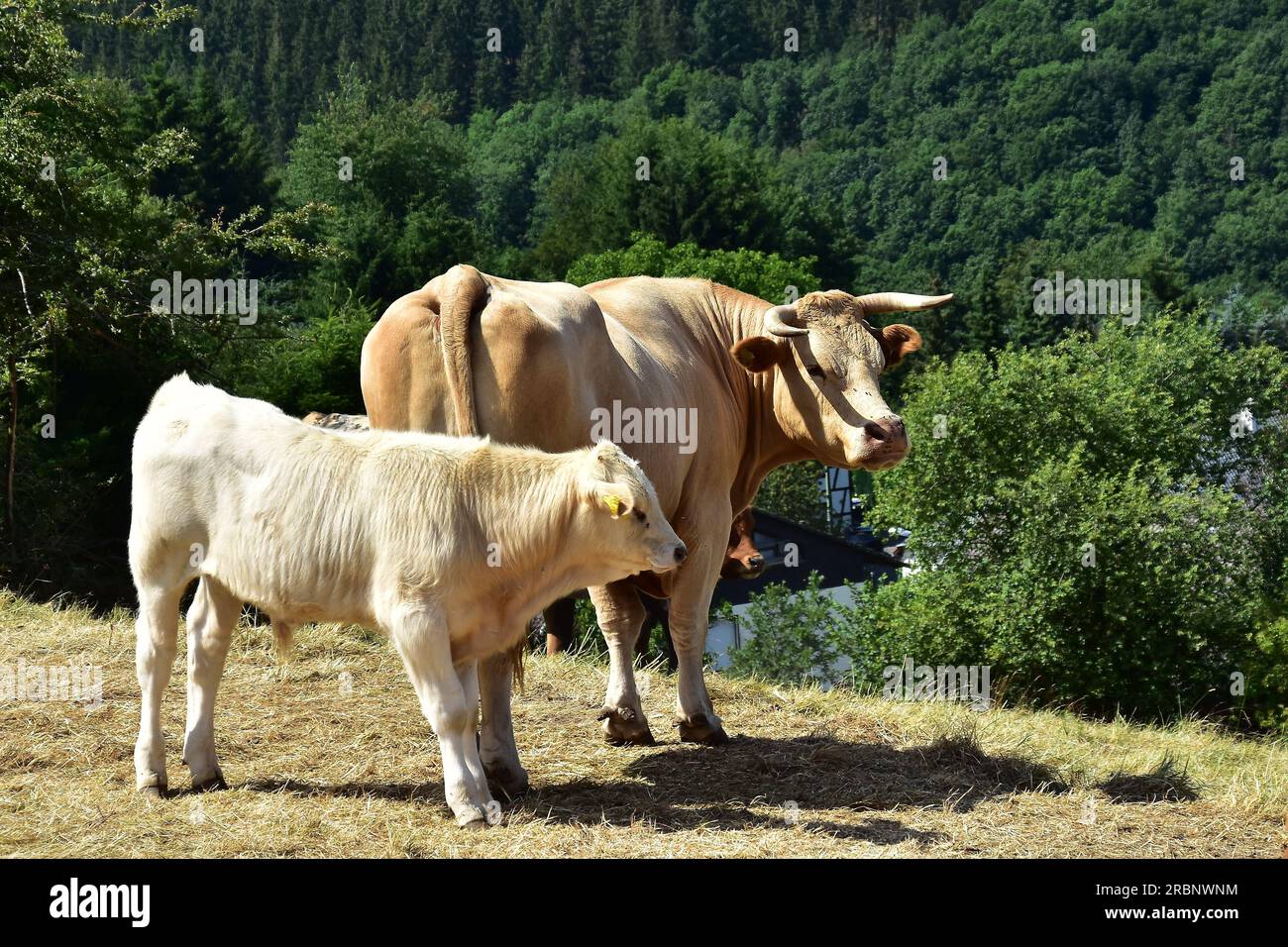 A cow mother and her young calf Stock Photo - Alamy