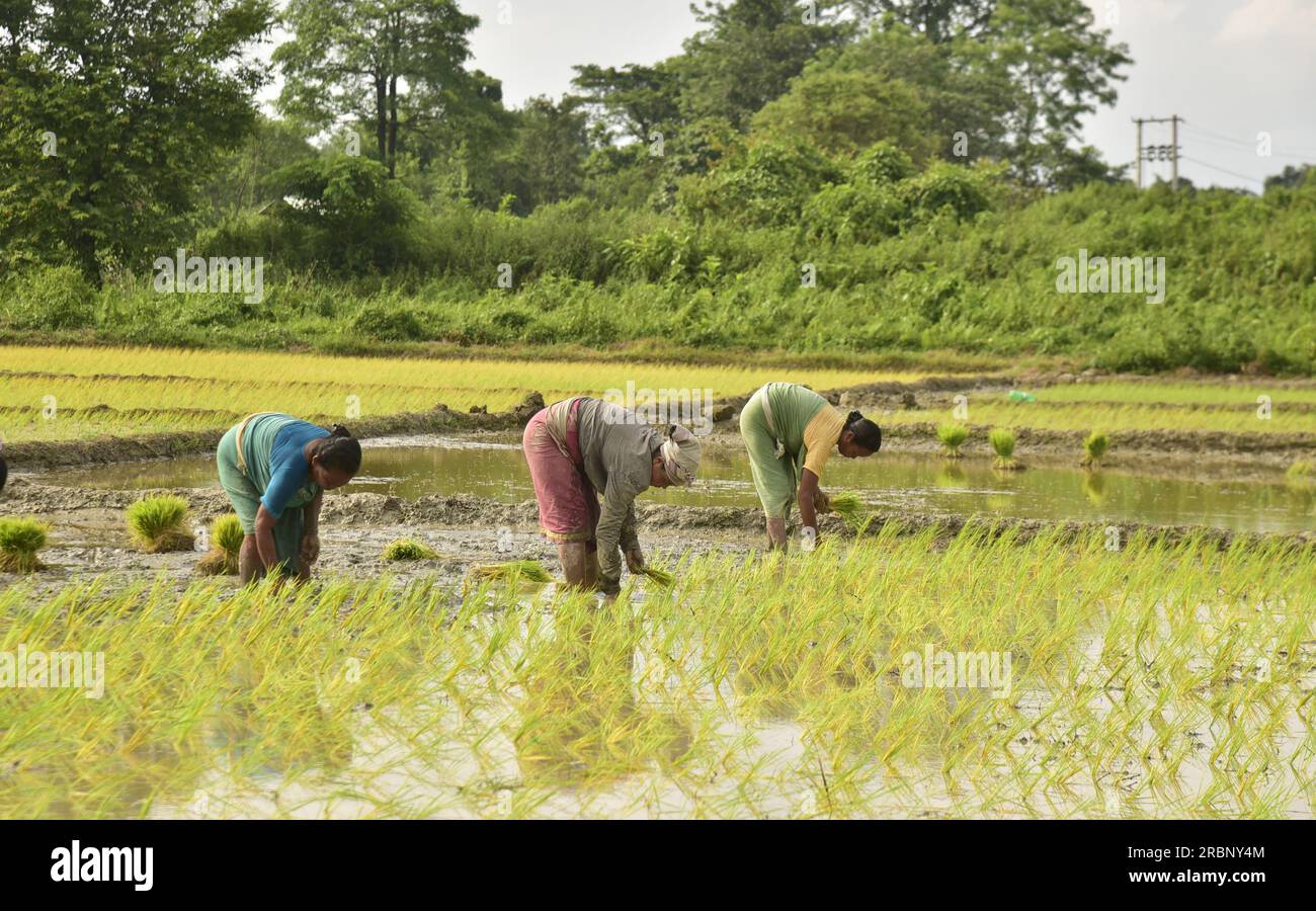 Guwahati, Guwahati, India. 10th July, 2023. Women plant paddy sapling