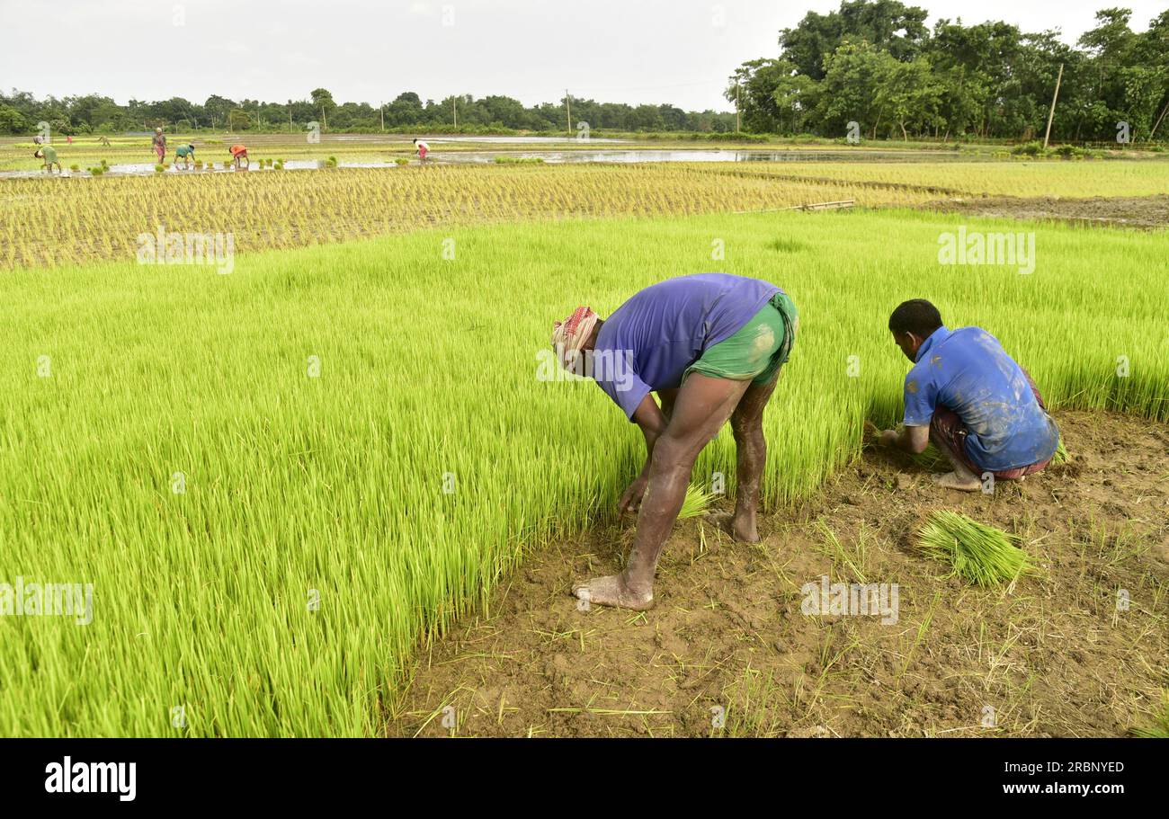 Guwahati, Guwahati, India. 10th July, 2023. Farmer takes out paddy ...