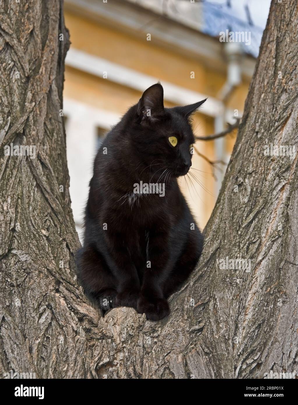 black cat climbed on a tree and looks around Stock Photo Alamy