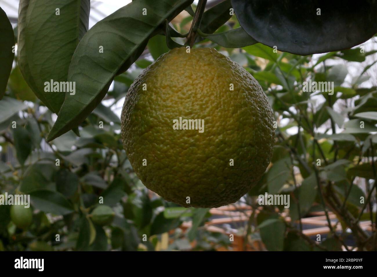 Close-up on an imature orange (citrus sinensis) in a tree. Stock Photo