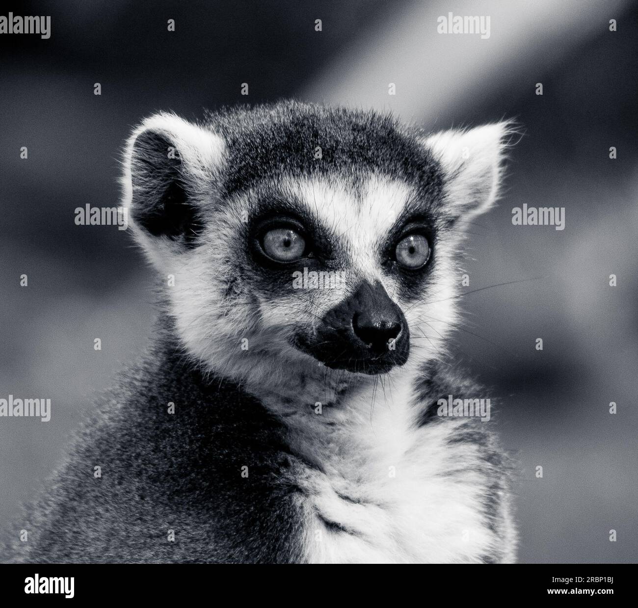 Big eyed monkey hi-res stock photography and images - Alamy