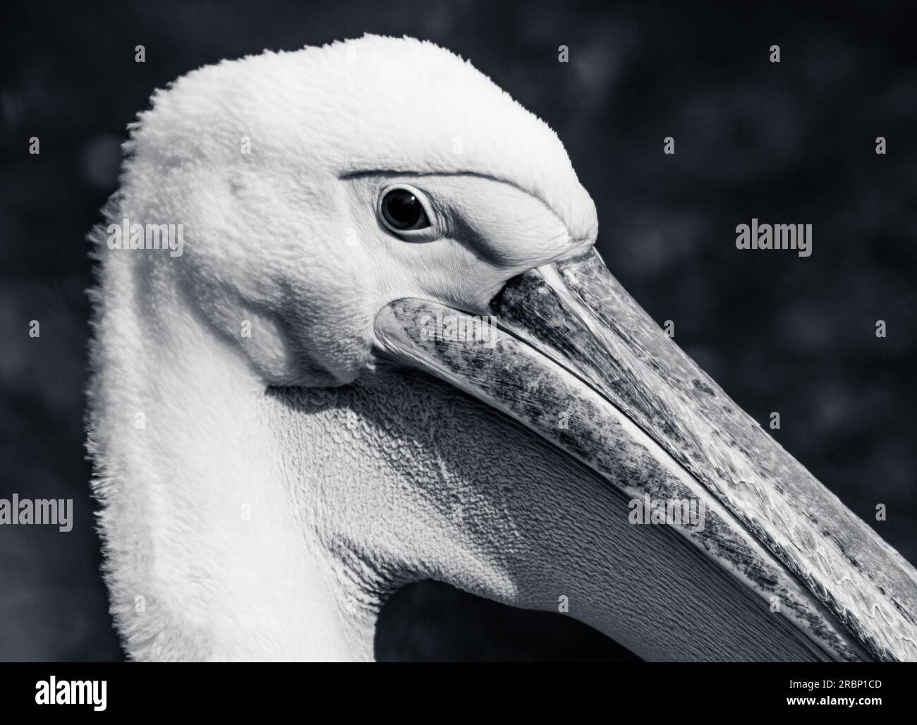 Close up Pelican Stock Photo