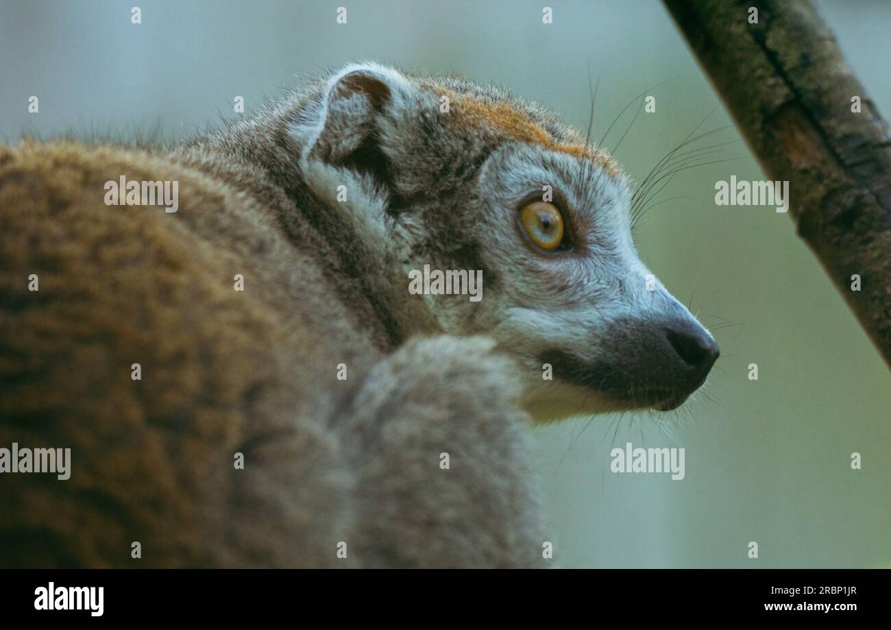 Lemur Side On Stock Photo