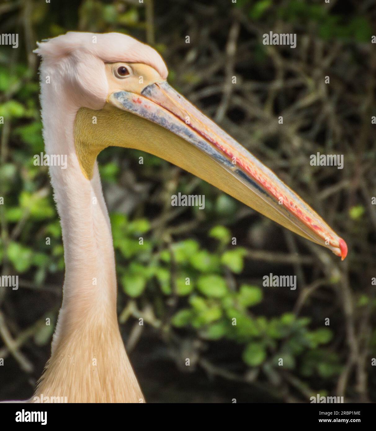 Long Beaked Pelican Stock Photo