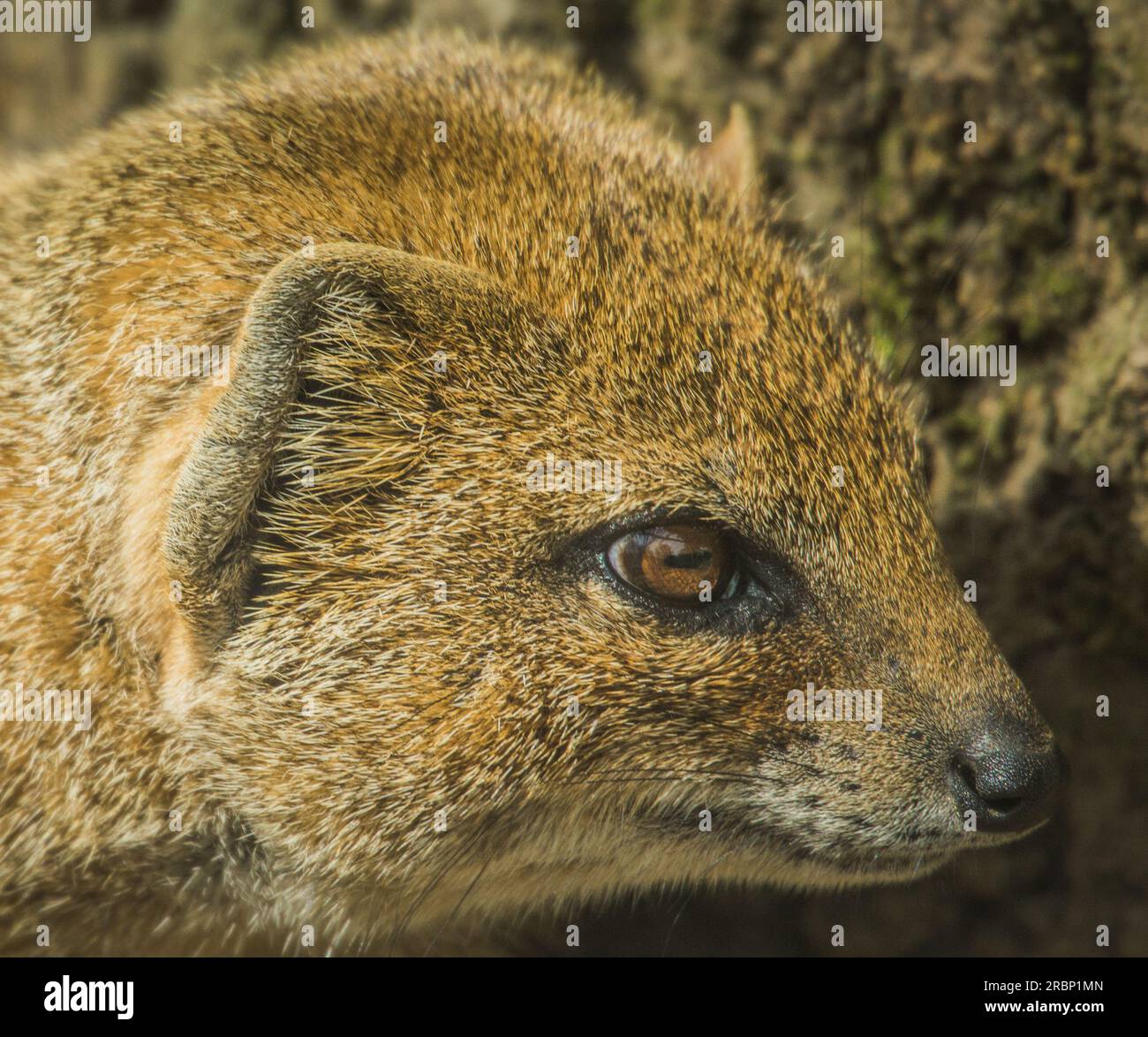 Mongoose Watching Stock Photo