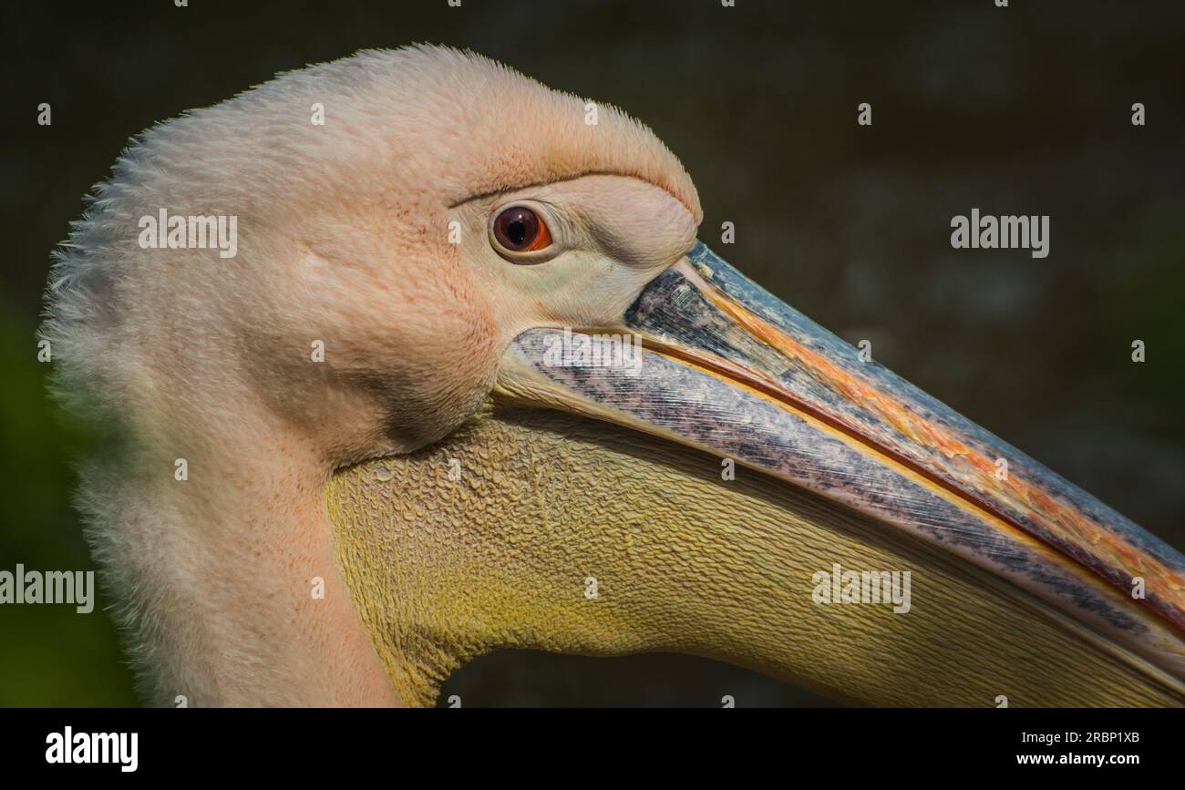 Pelican Head Stock Photo