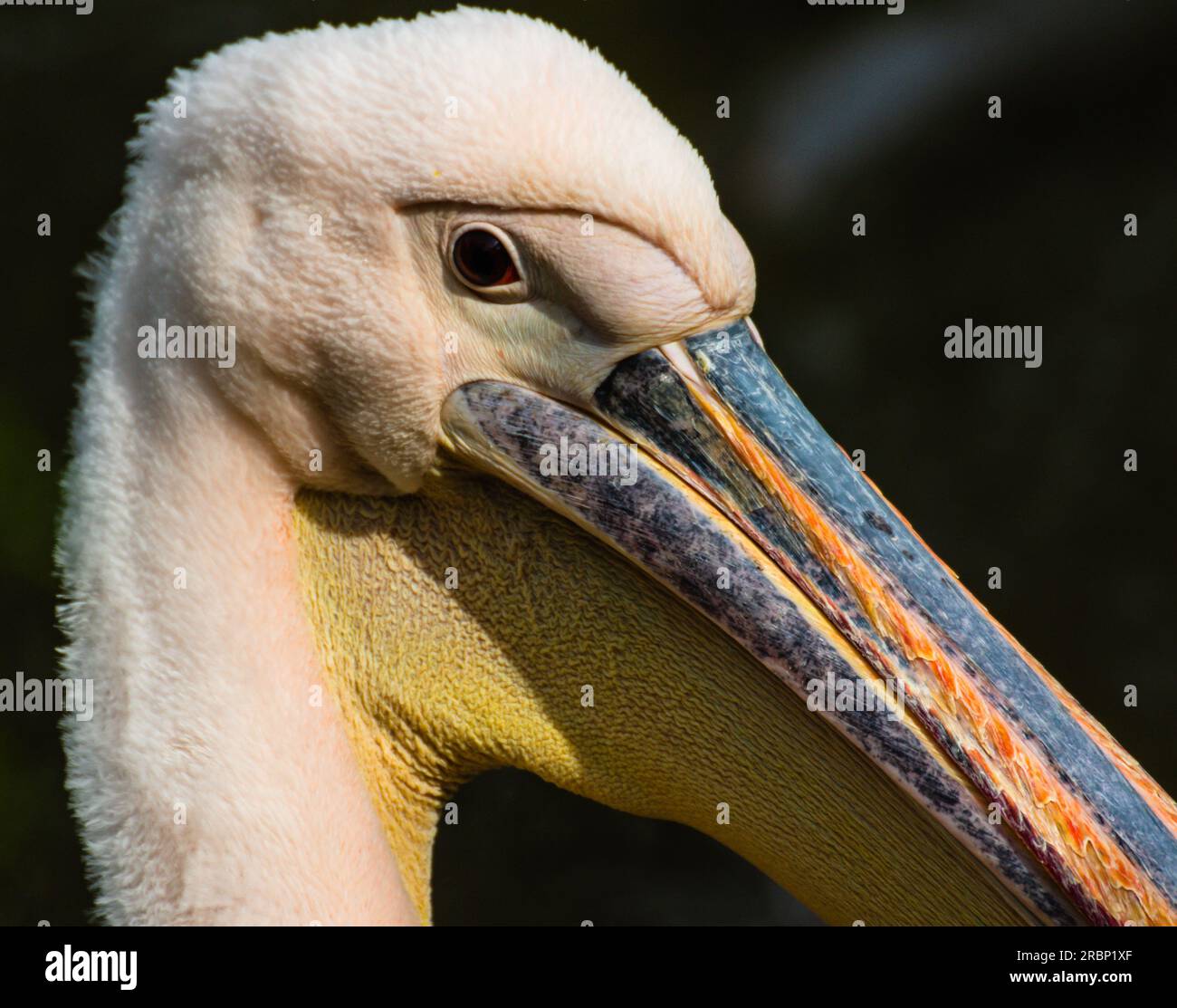 Pelican looking Stock Photo