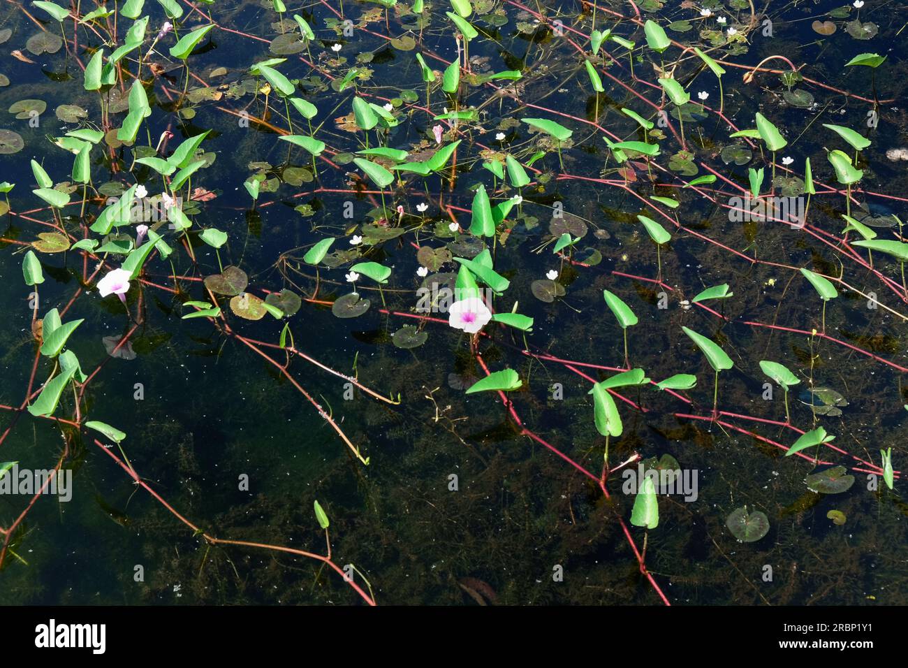 Photograph capturing stems of aquatic plants spreading across the surface of a pond Stock Photo