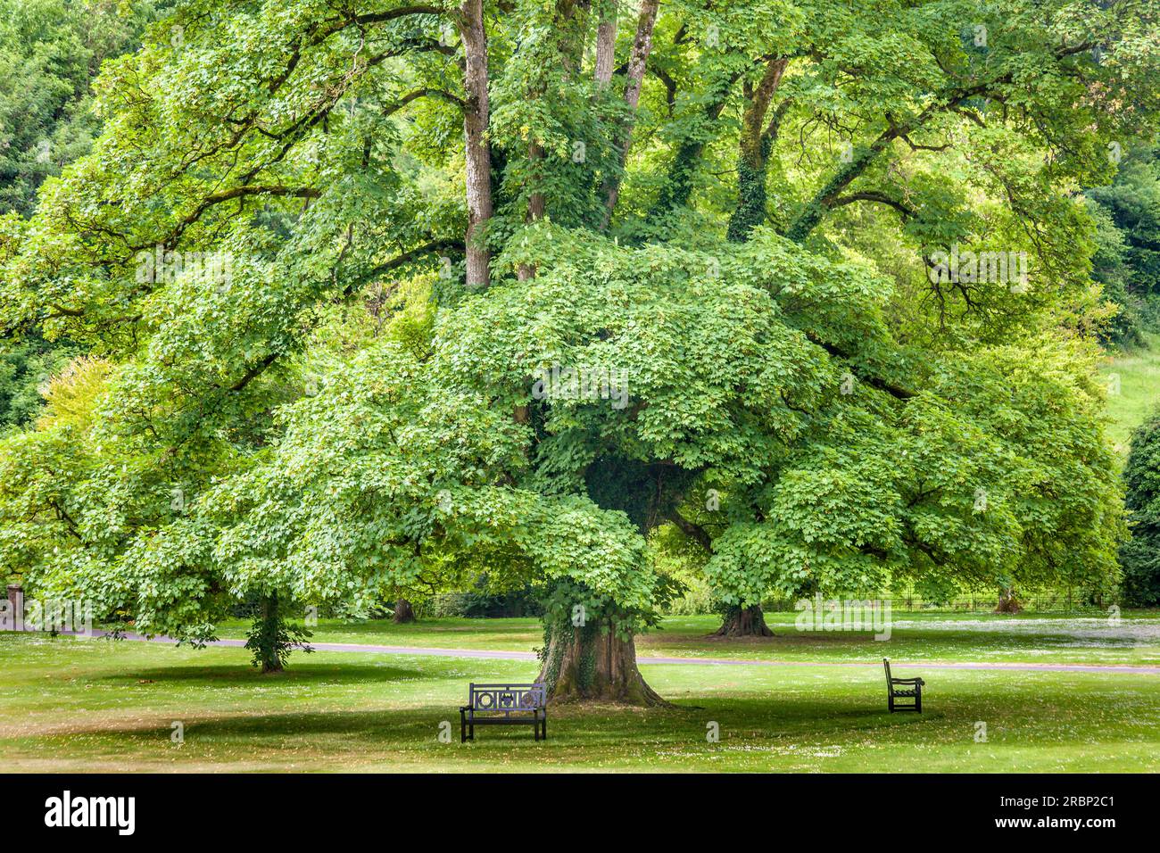 Maple in the park of Castle Combe Manor House, Wiltshire, England Stock ...